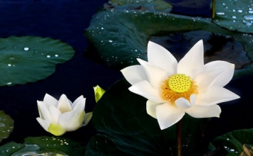 Con người thường hay hẹn